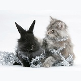 Maine Coon kitten and black rabbit with tinsel