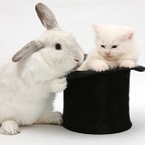 Rabbit and white Maine Coon kitten in a top hat