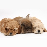 Sleepy Golden Cockapoo pups and rabbit