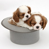 Cavalier King Charles Spaniel pups in a top hat
