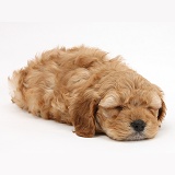 Sleepy golden Cockapoo pup