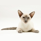 Blue-point Siamese cat