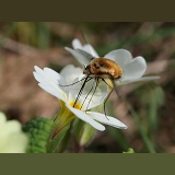 Bee Fly visiting Primrose flower