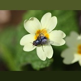 Bluebottle Fly on Primrose flower