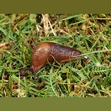 Slug on grass