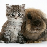 Maine Coon kitten and rabbit