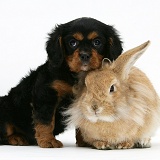 King Charles Spaniel pup and sandy Lionhead rabbit