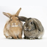 Sandy Lionhead rabbit and agouti Lop rabbit