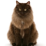 Fluffy dark chocolate Birman-cross cat sitting