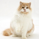 Ginger-and-white cat with raised paw