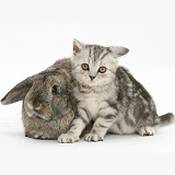 Silver tabby kitten and agouti Lop rabbit