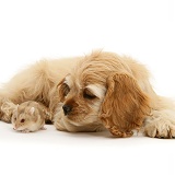 Buff American Cocker Spaniel pup with hamster