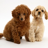 American Cocker Spaniel pup and Toy Poodle pup