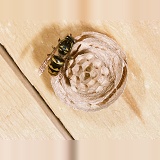 Tree wasp queen building nest
