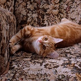 Young ginger cat stretching in armchair