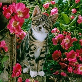 Tabby kitten among American pillar roses