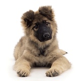 Alsatian puppy, lying head up