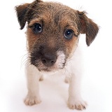 Jack Russell Terrier puppy