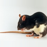 White-bellied black rat grooming her whiskers