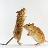 Pair of Shaw's Gerbils, standing