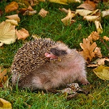 European Hedgehog self anointing