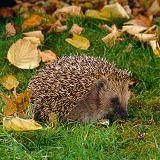 Hedgehog eating a snail