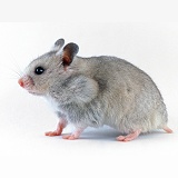 Grey Syrian Hamster