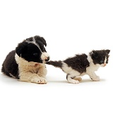 Border Collie puppy pulling a kitten's tail