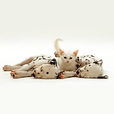 Sleeping Dalmatian pups and white kitten