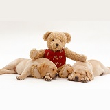 Teddy bear and Yellow Labrador Retriever pups asleep