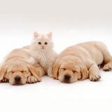 Cream kitten and Yellow Labrador Retriever pups asleep