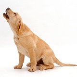 Yellow Labrador Retriever puppy howling