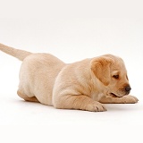 Yellow Labrador Retriever puppy, 6 weeks old, pouncing