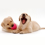 Two Retriever pups