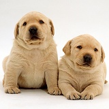 Cute Retriever pups