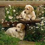 Cute Labrador puppies on a stile