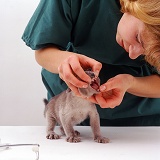 Vet examining Blue Burmese kitten