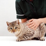 Vet nurse examining Bengal cat