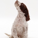 English Springer Spaniel puppy expecting a treat