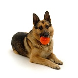 Alsatian dog holding a ball
