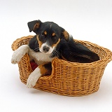 Tricolour Border Collie puppy in a basket