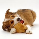 Border Collie puppy chewing a bone