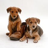 Lakeland Terrier x Border Collie puppies