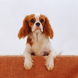 Cavalier with paws up