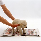 Retriever puppy being placed on newspaper