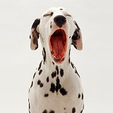 Dalmatian yawning portrait