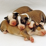 Three Border Collie puppies asleep