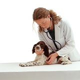 Vet listening to the heart of a spaniel pup