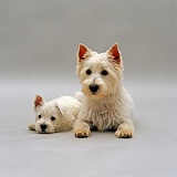 Westie and puppy