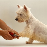 Westie having nails clipped